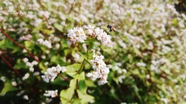 bee_30jan22.jpg