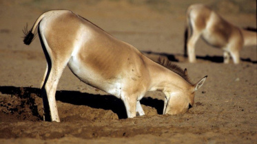 042921_jl_donkey_feat-1030x580.jpg