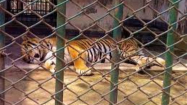 tiger