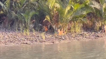 tiger