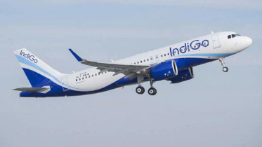 indigo_1.jpg