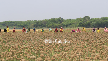 onion_seed_2.jpg