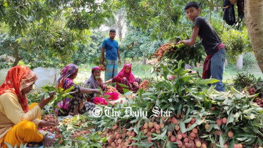 pabna_litchi.jpg