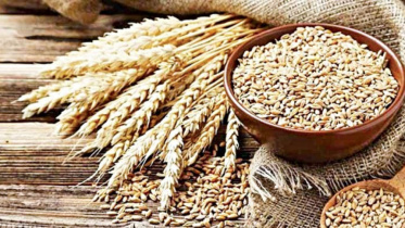 গম। প্রতিকী ছবি: স্টার