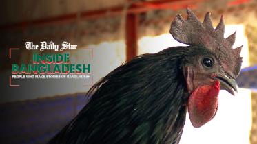 kadaknath.jpg
