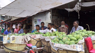 mango-satkhira.jpg