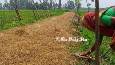 lalmonirhat_tree_felling.jpg