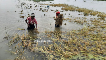 pabna_chalanbeel_1.jpg