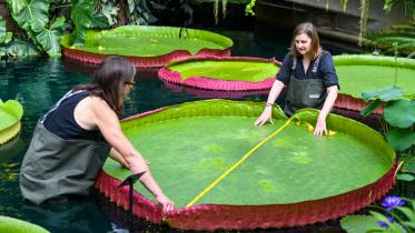 water_lily.jpg