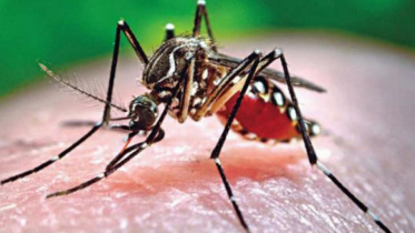dengue_5_1.jpg