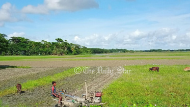 আমন চাষ