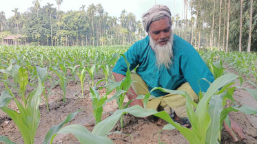 ভুট্টা চাষ