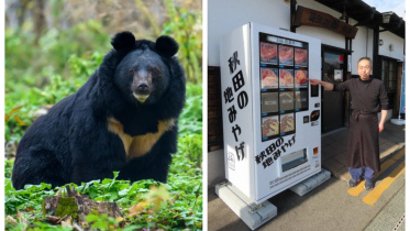 Bear