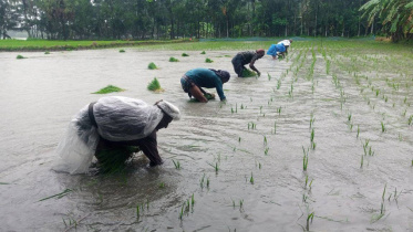 noakhali_flood_pic_1.jpg