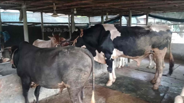 গরু