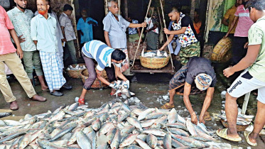 ইলিশের প্রজননক্ষেত্র