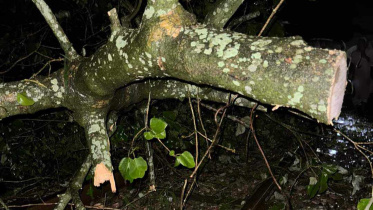 b.baria_.jpg