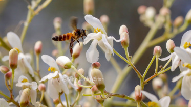bee-1.jpg