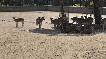 Deer