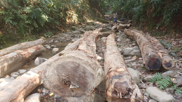 tree_felling_5.jpg