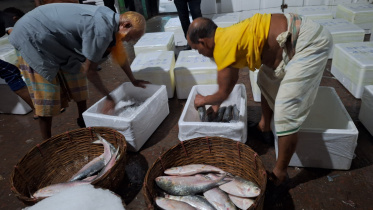 Hilsa