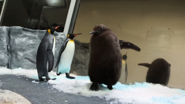 pesto_the_baby_penguin.jpg