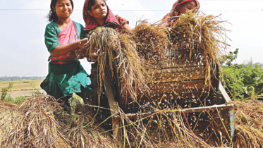 growth_of_rice_production.jpg