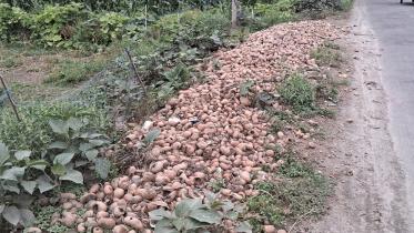 potato-1