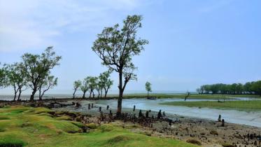 গুলিয়াখালী