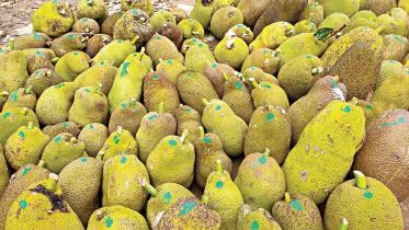 jackfruit.jpg