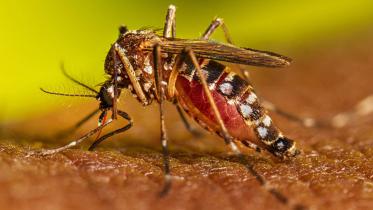 dengue.jpg