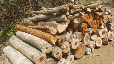 cutting_tree.jpg