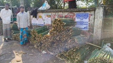 bamboo.jpg