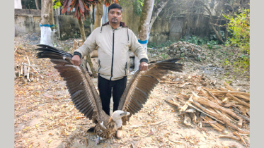 himalayn-griffon-volture-2.jpg
