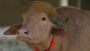 Donald Trump buffalo