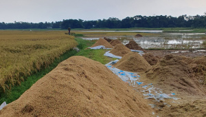 স্তূপ করে রাখা ধান পচে যাচ্ছে। ছবি: তাফসিলুল আজিজ
