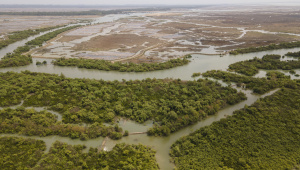 Mangrove Forest of Sonadia Dwip