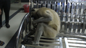 হনুমান