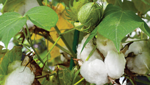 cotton