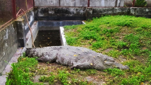 কুমির
