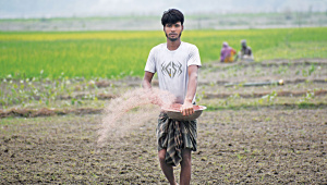 সার