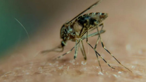 Mosquito