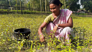 Lalmonirhat-vegt.jpg
