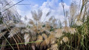 autumn_khulna_27sep25.jpg