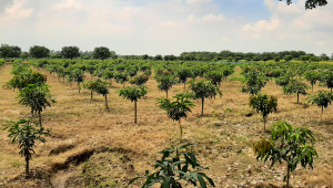 mango_orchard.jpg