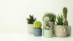 succulent_plant_2.jpg