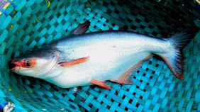 big_pangasius_bangladesh
