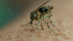 Mosquito